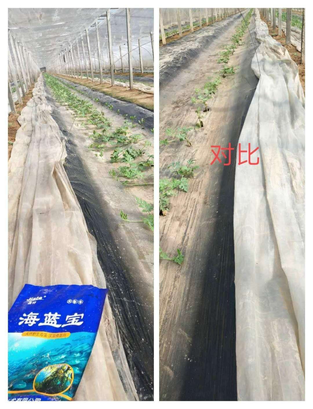 seaweed in watermelon.jpg