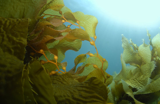 seaweed-in-ocean.jpg