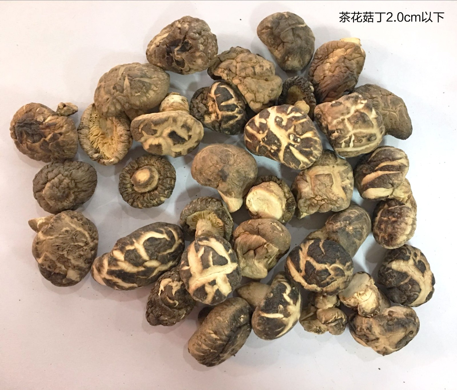 茶花菇丁.jpg