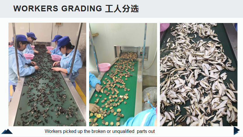 workers selecting.png