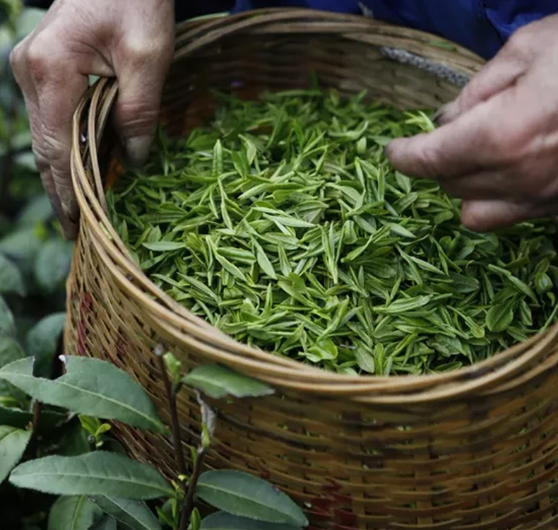 茉莉花茶-恢复的-恢复的-恢复的_11.jpg