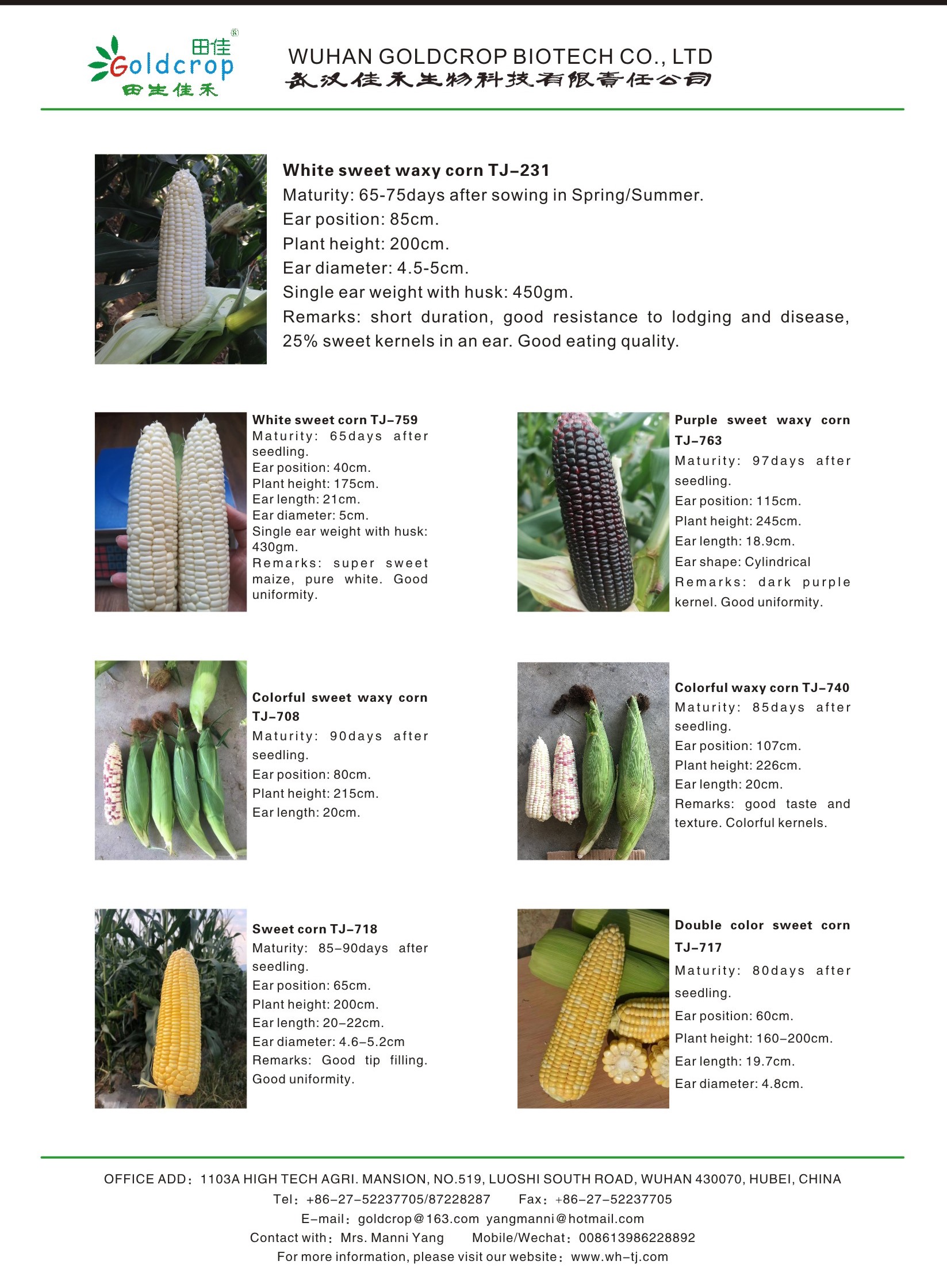 waxy corn introduction.jpg waxy corn introduction.jpg