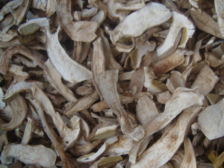 牛肝菌Boletus edulis.jpg 牛肝菌Boletus edulis.jpg