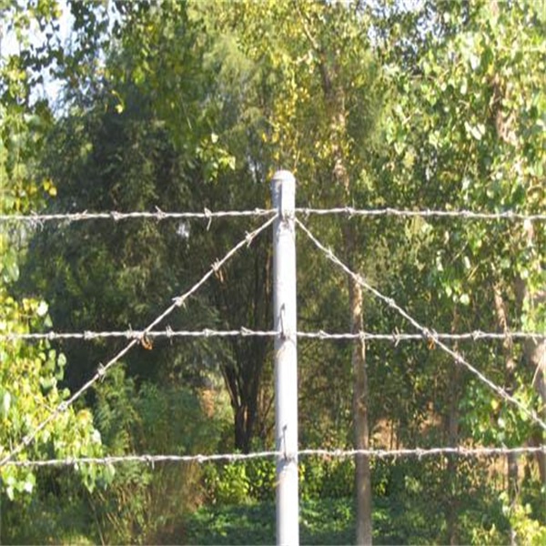 barbed wire  600 (2)