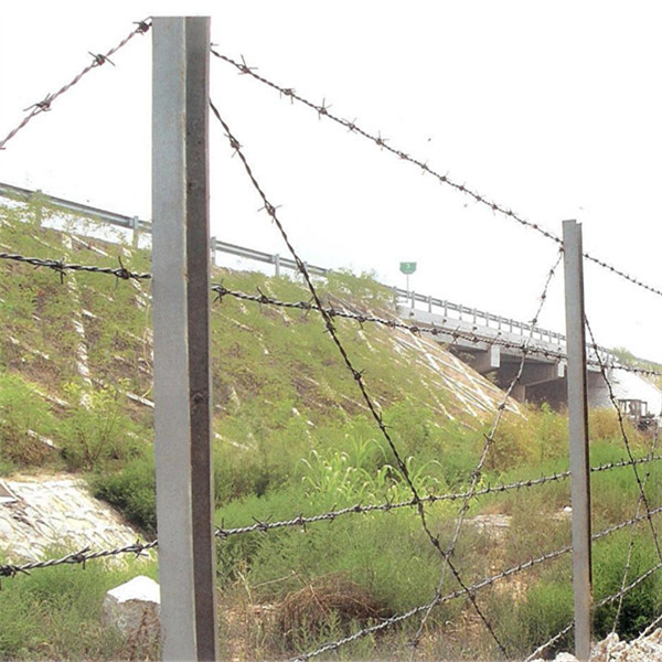 barbed wire  600 (1)